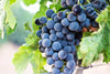 Syrah