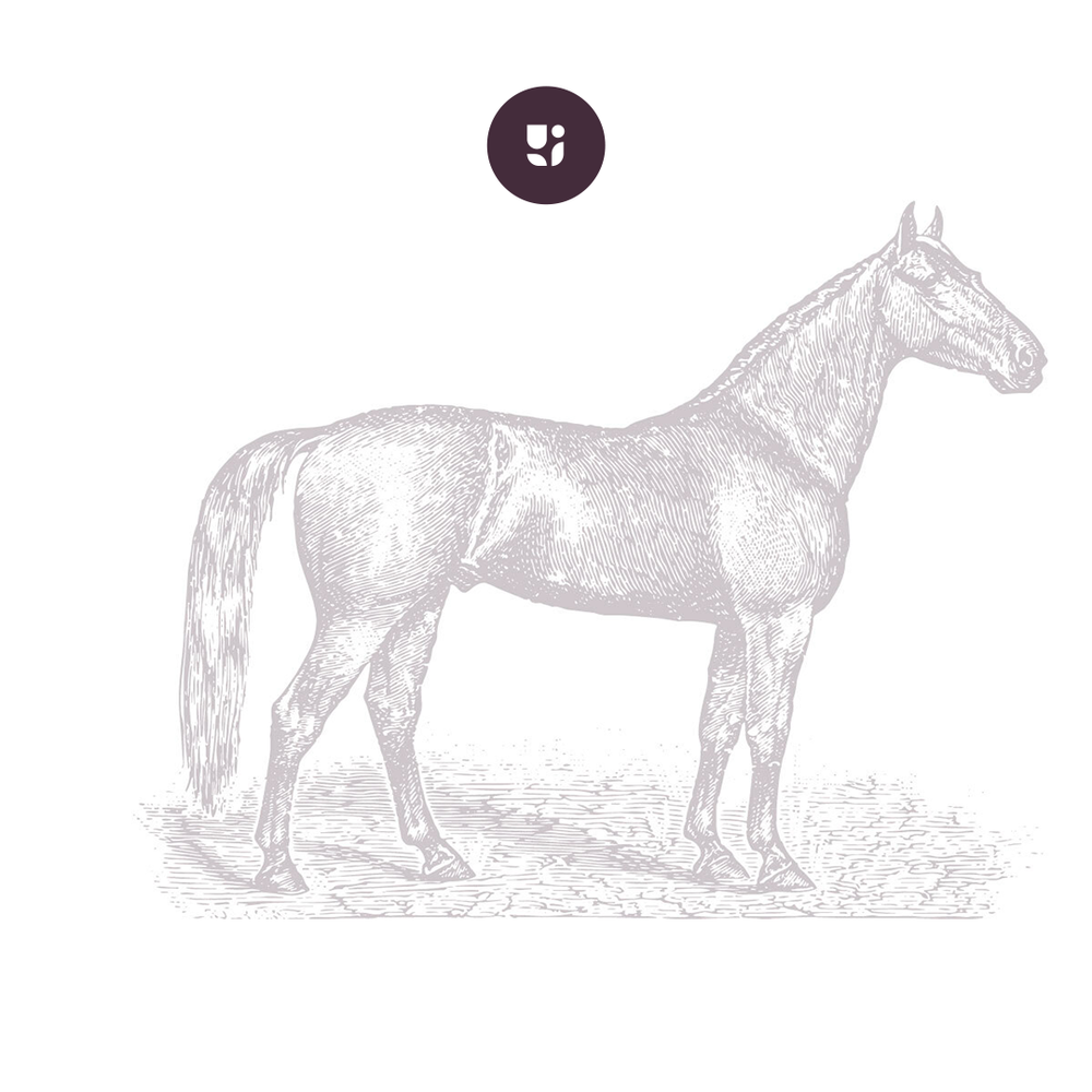Bottled Poetry Pakket The Noble Horse